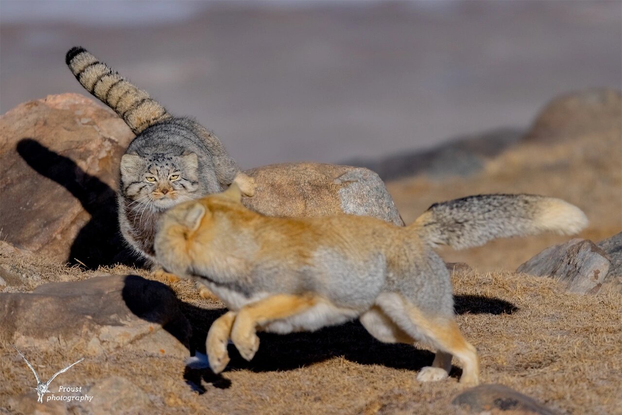 兔狲与藏狐,高原卧龙凤雏的终极之战