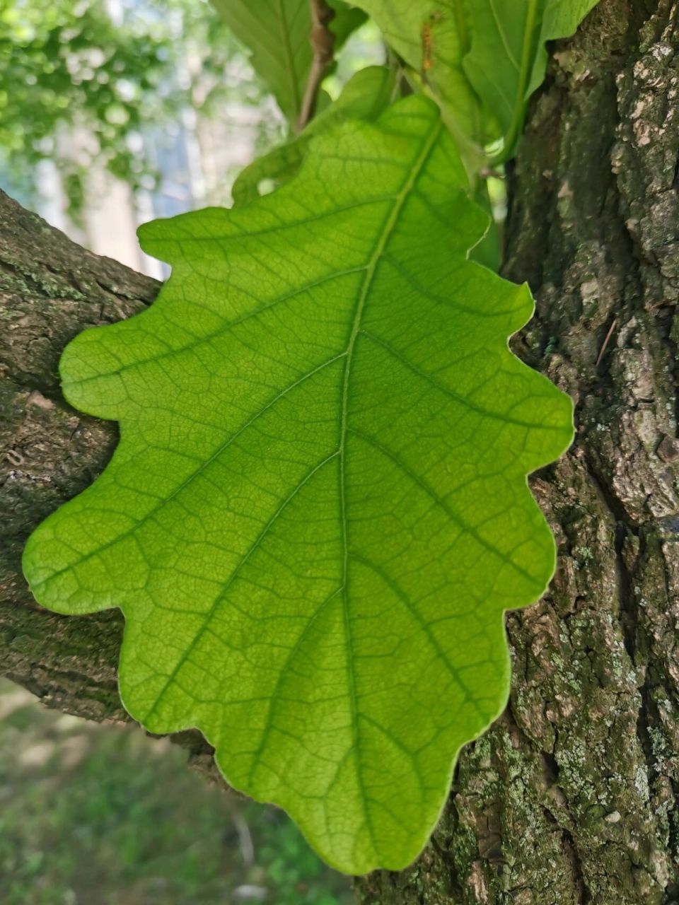 柞树叶~