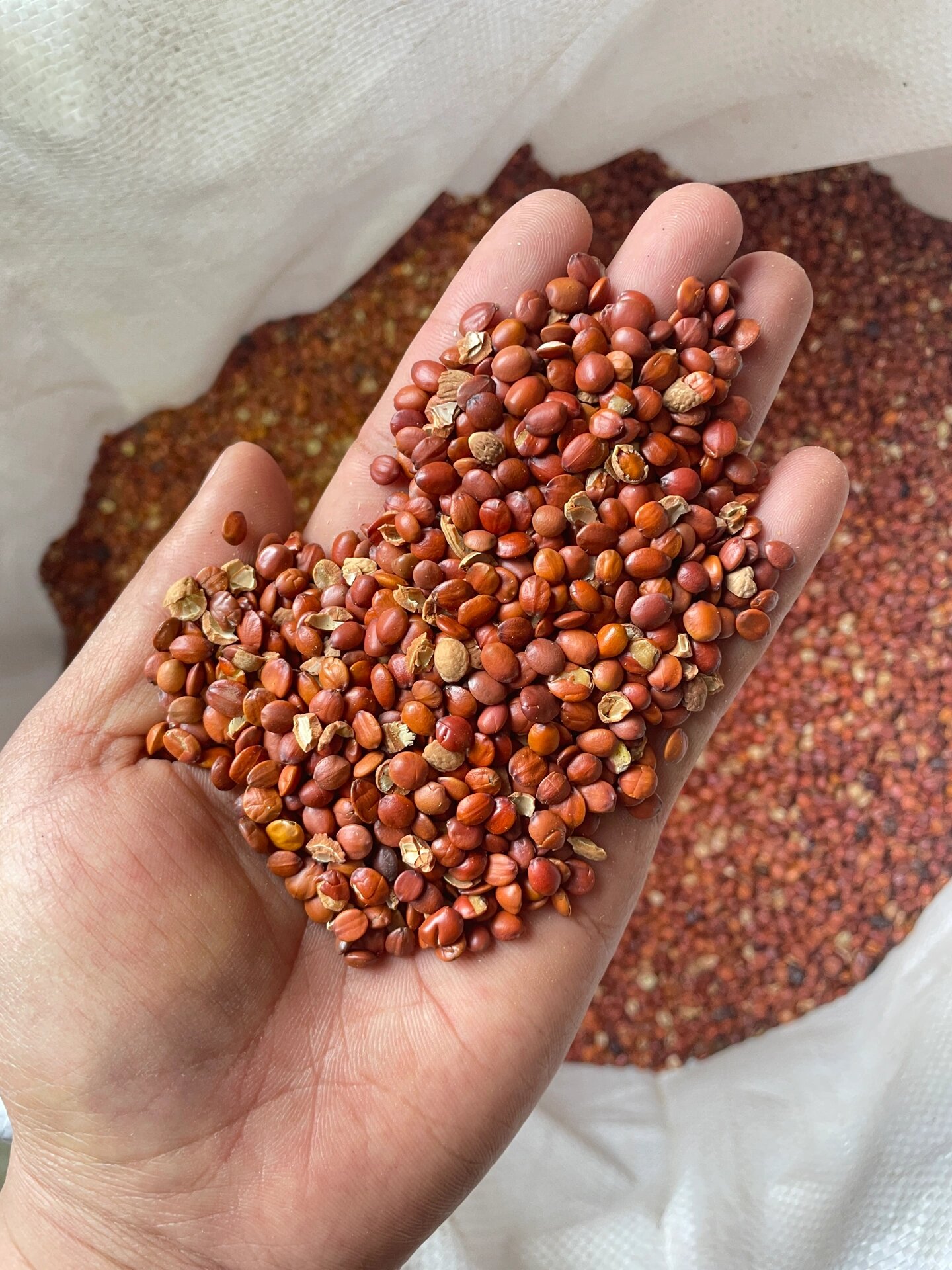 道地中药材酸枣仁 不管选什么中药材 第一步要看的就是产地 如果产地