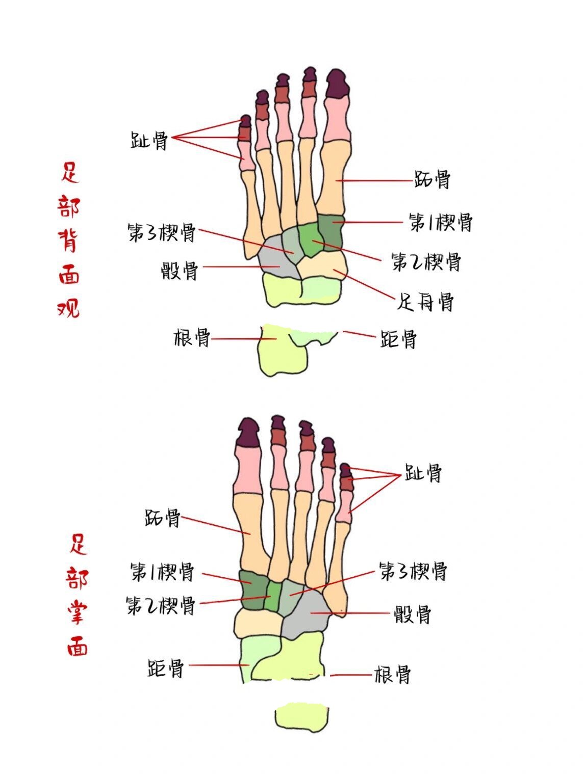 73系统解剖学