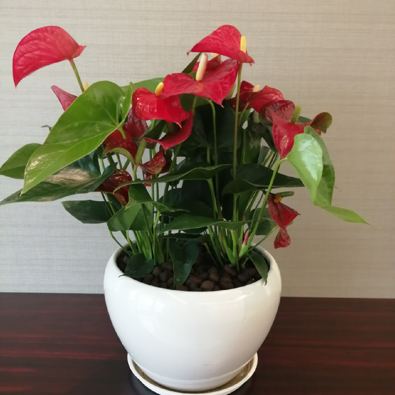 每天认识一种绿植:"大展宏图"红掌 91名称:红掌 00别名:红鹅掌