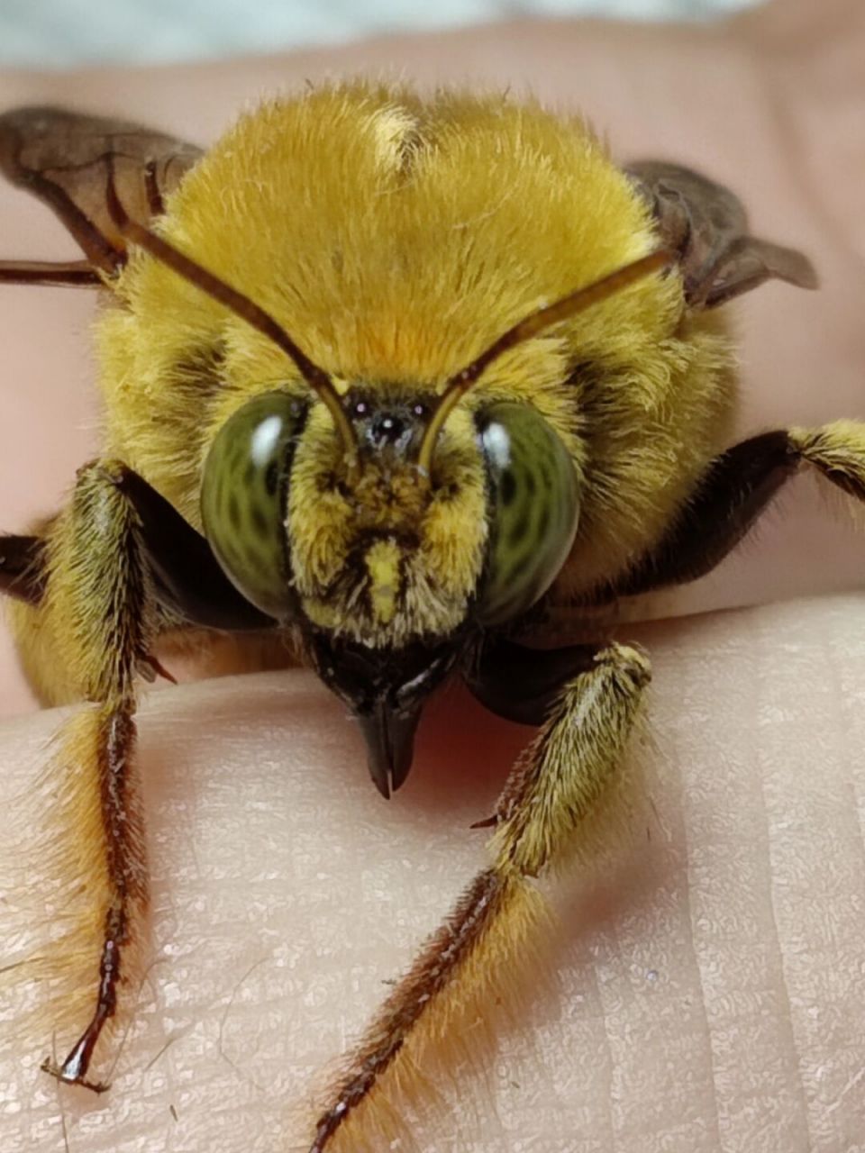 缩在角落的胖子蜂93 赤足木蜂(xylocopa rufipes) 在山顶"梭哈"冰棍