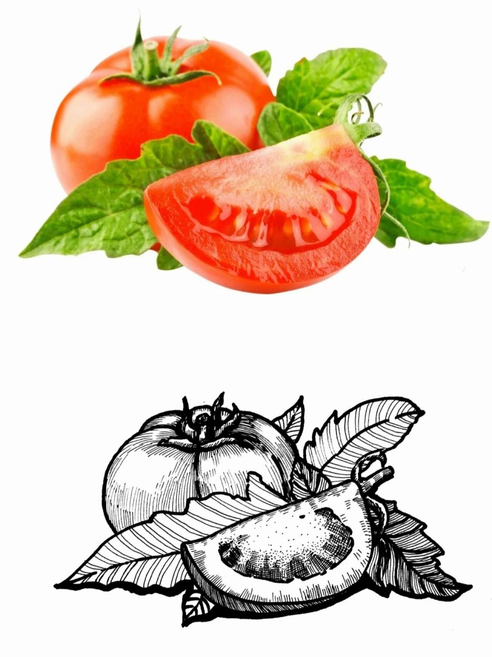 西红柿写生#蔬菜写生#黑白线描画#创意美术 《西红柿97写生》 屎舷