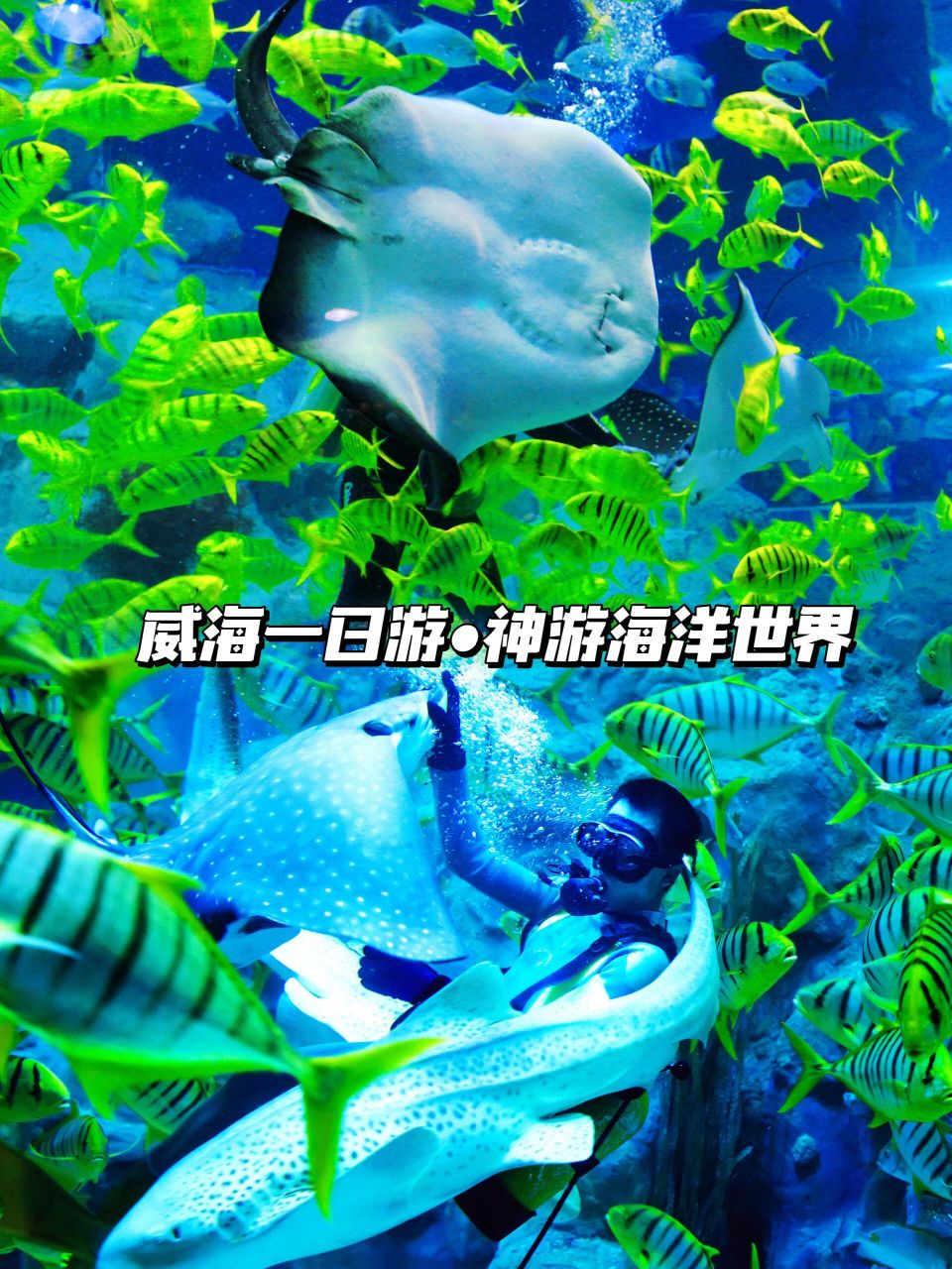 威海一日游必去的神游海洋世界 群鱼表演真的很震撼,潜水员跟鱼群共舞