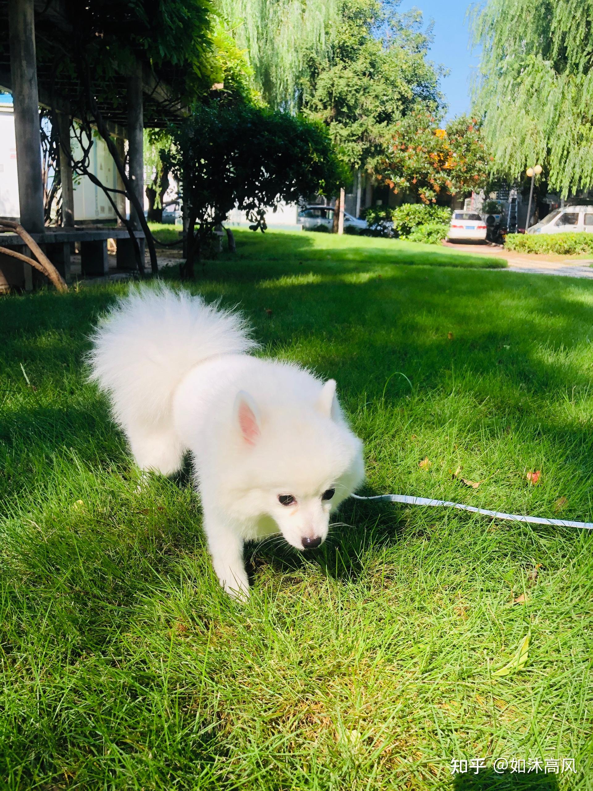 银狐犬串串图片