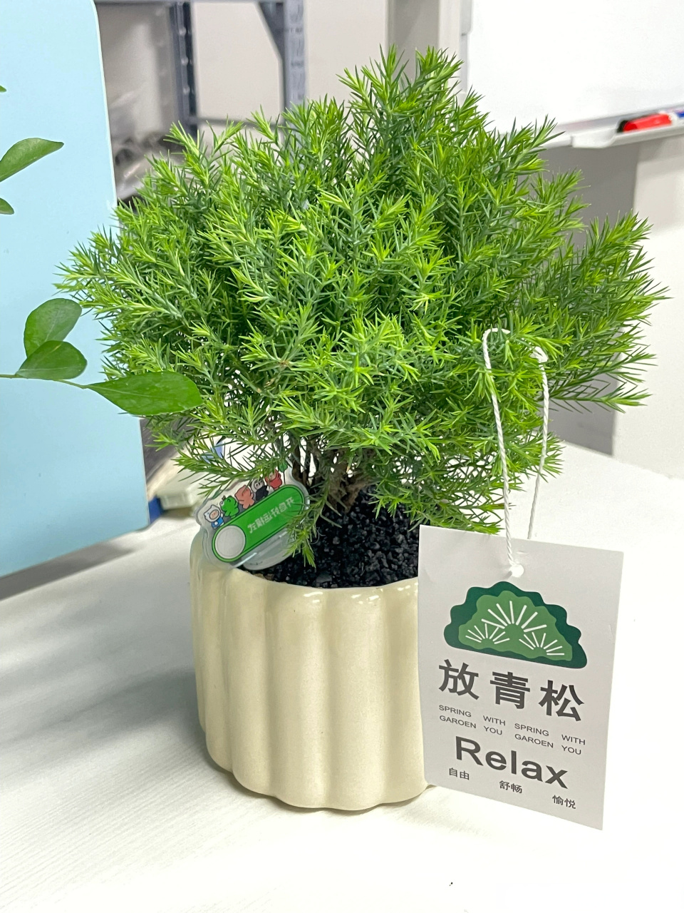 都给我"放青松"上班怨气很重,买了个"放青松" 植物很茂盛,给死气沉沉