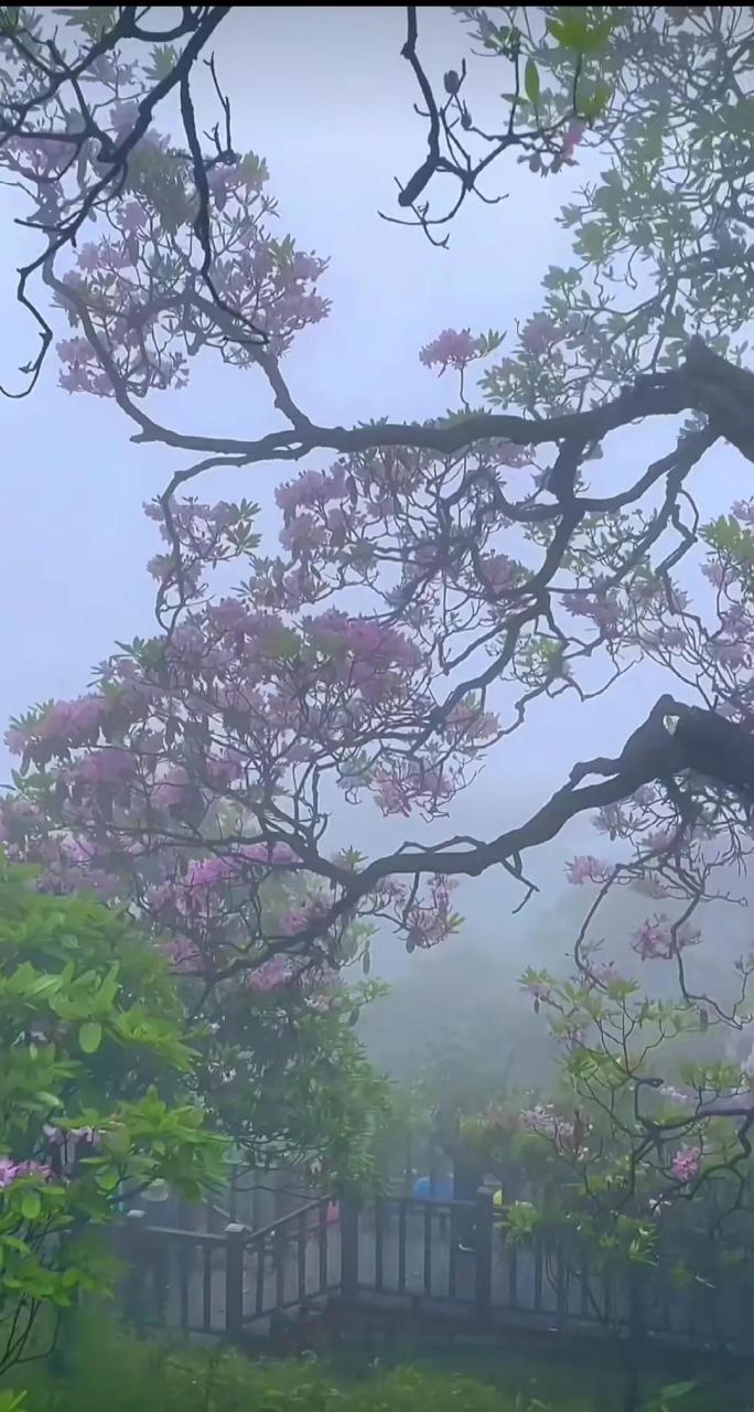 高山云锦杜鹃太美了  朦朦细雨,隐隐云雾中,高山云锦杜鹃花千树繁花