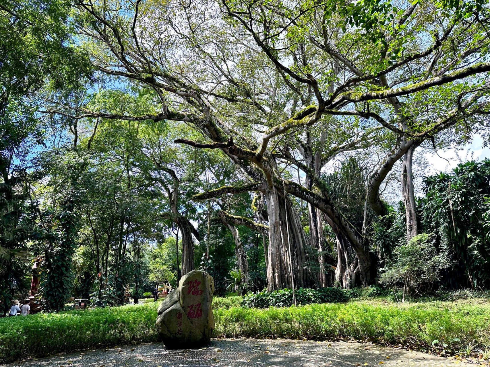 滇西小记(9)独树成林 独树成林是瑞丽旅游一景,位于320国道旁,距城区