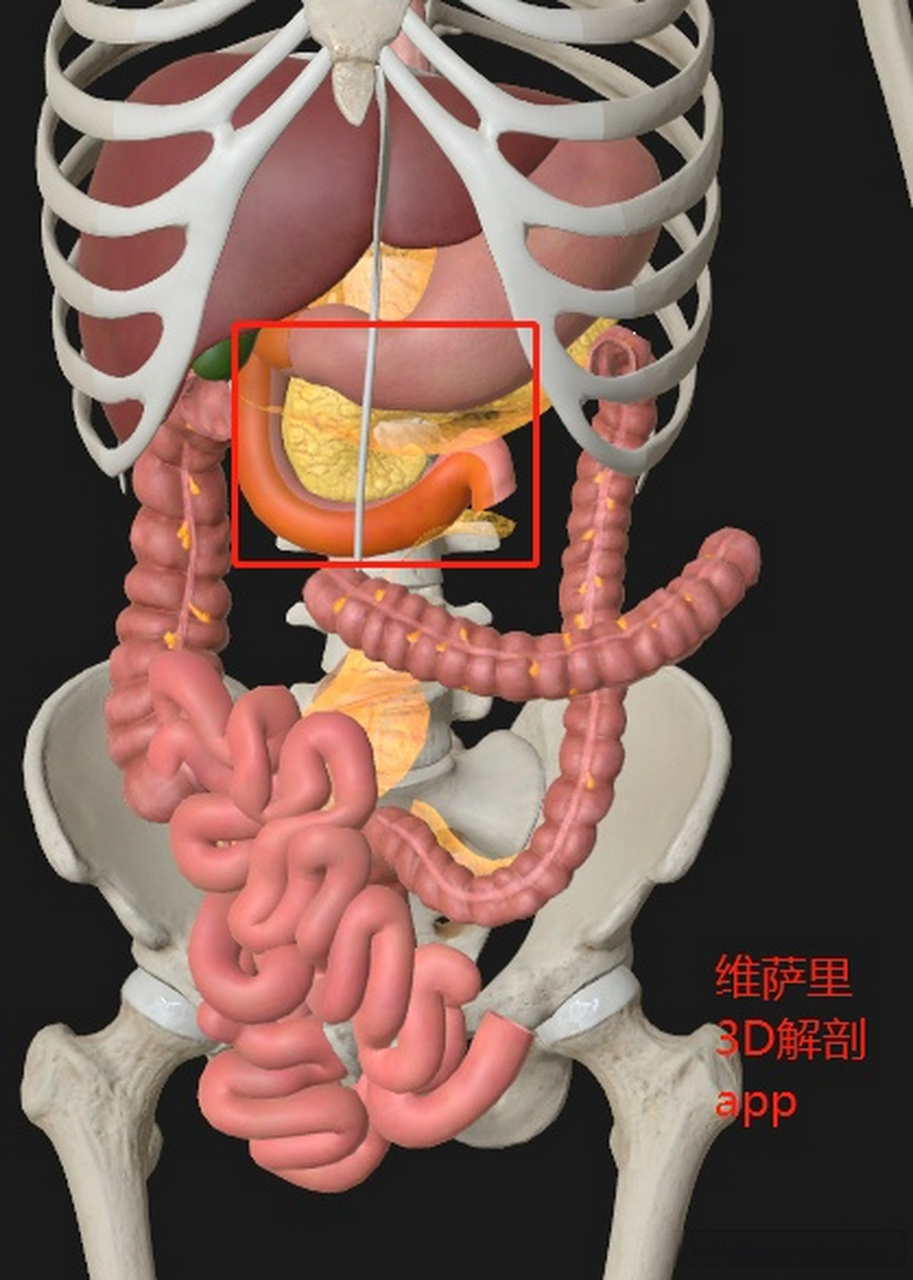 12指肠的位置图片图片