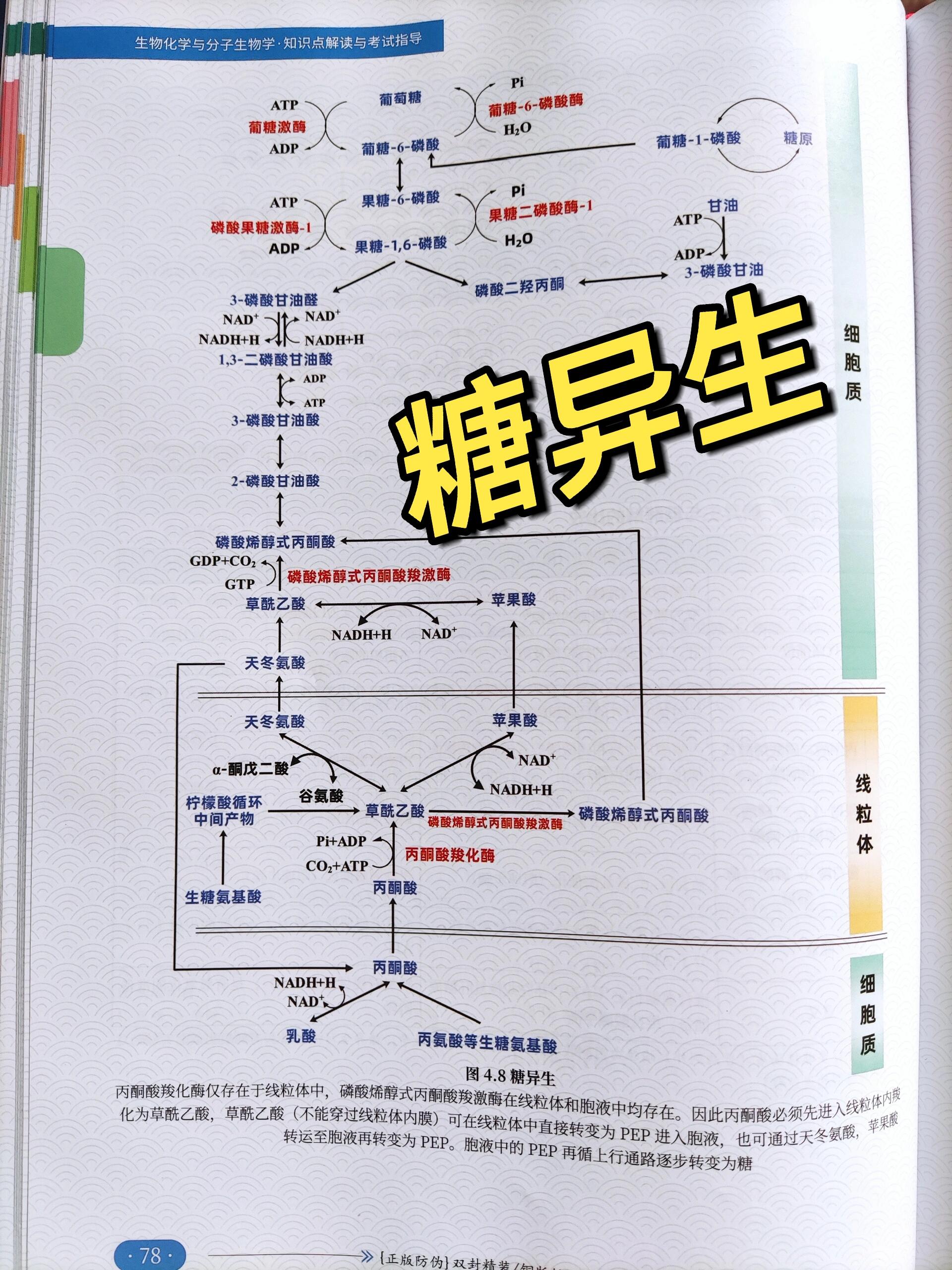 妖精女王的异节图片