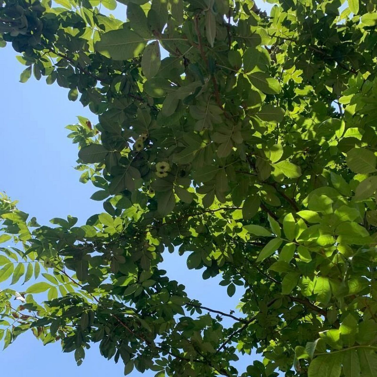 青钱柳93缓解顽癣,调节血压,调节血糖 青钱柳 95功效与作用 缓解