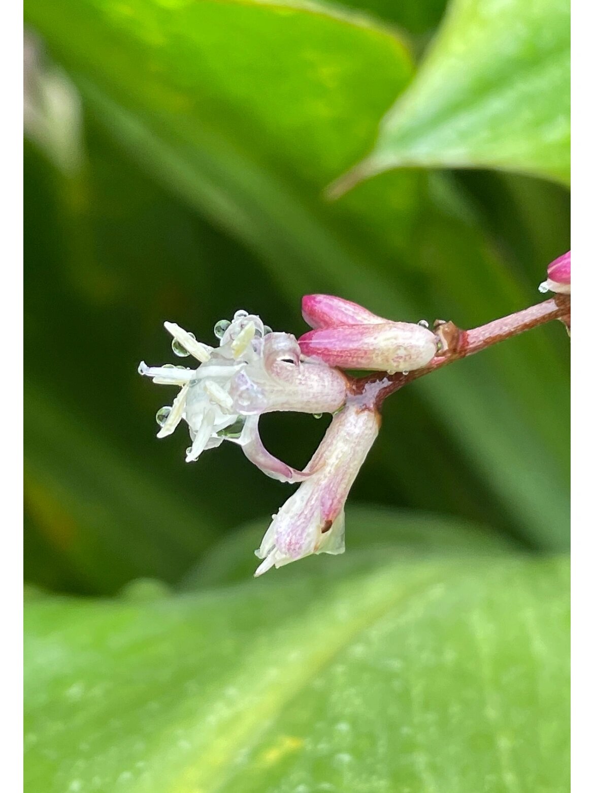 绿叶朱蕉开花图片