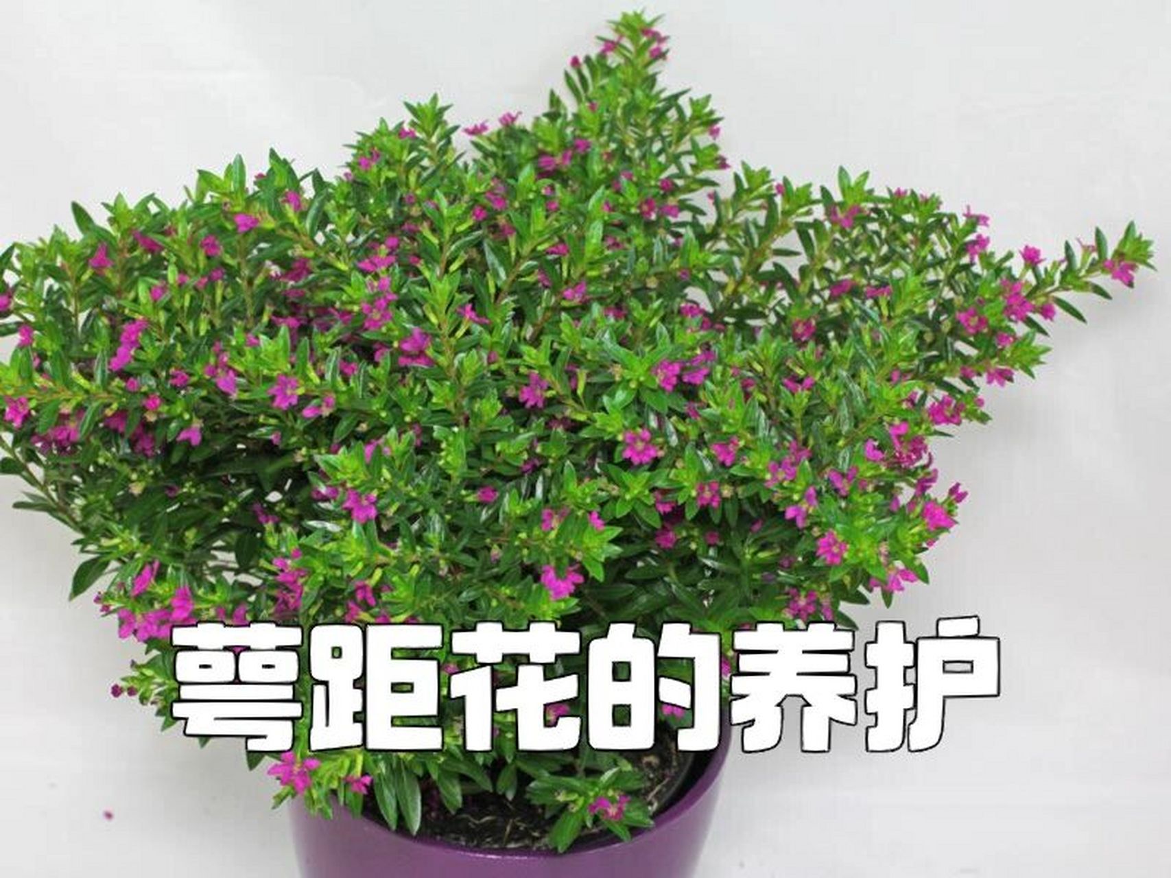 萼距花的养护 萼距花也会被叫做紫色满天星.