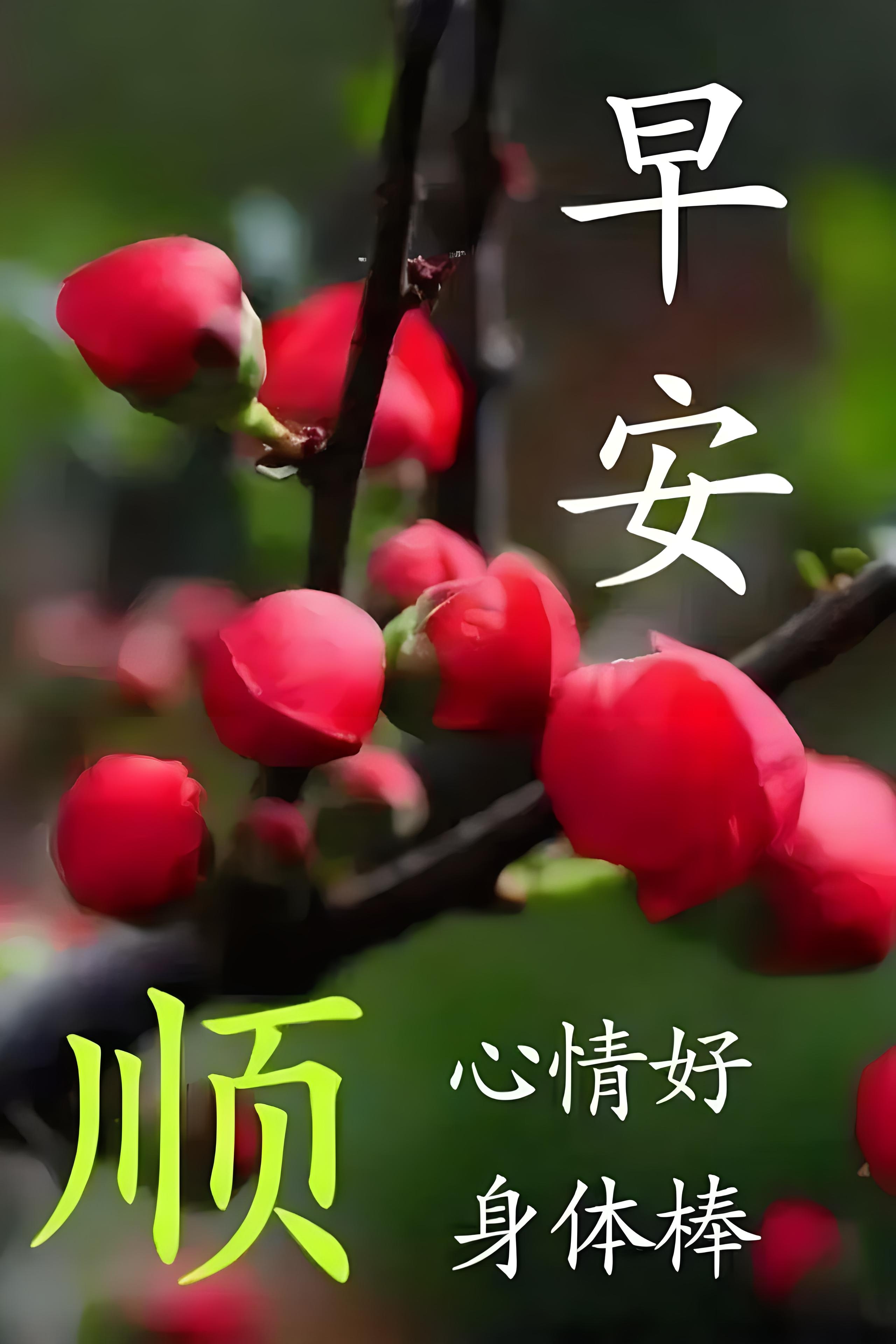 最漂亮鲜花早上好图片图片