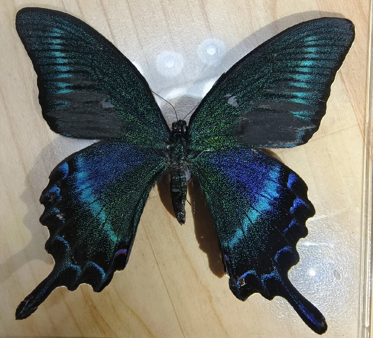 鳞翅目-绿带翠凤蝶春夏两型体型对比 绿带翠凤蝶papilio maackii春夏