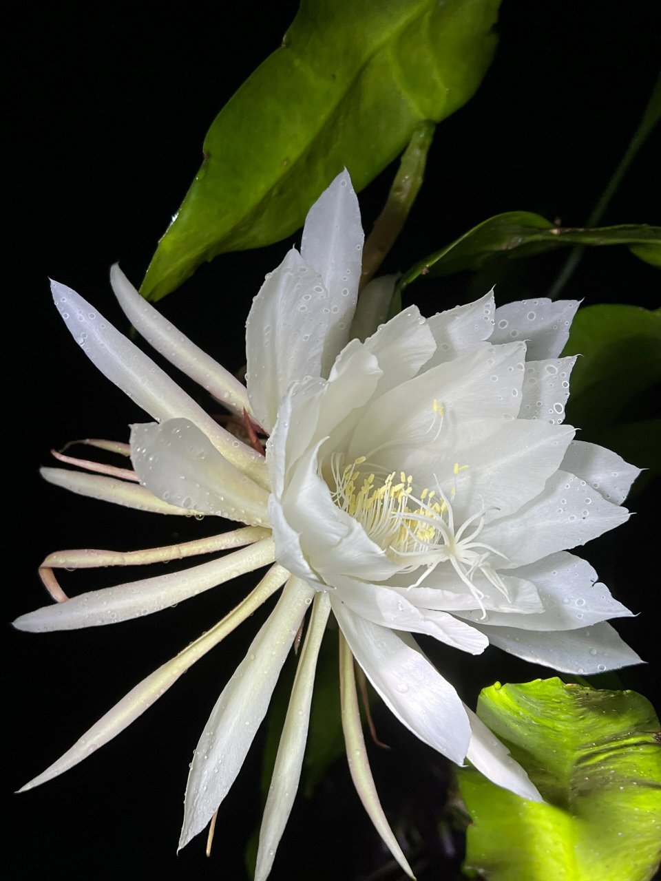 9199 今天我要带大家一起欣赏一种非常特别的花卉——昙花.