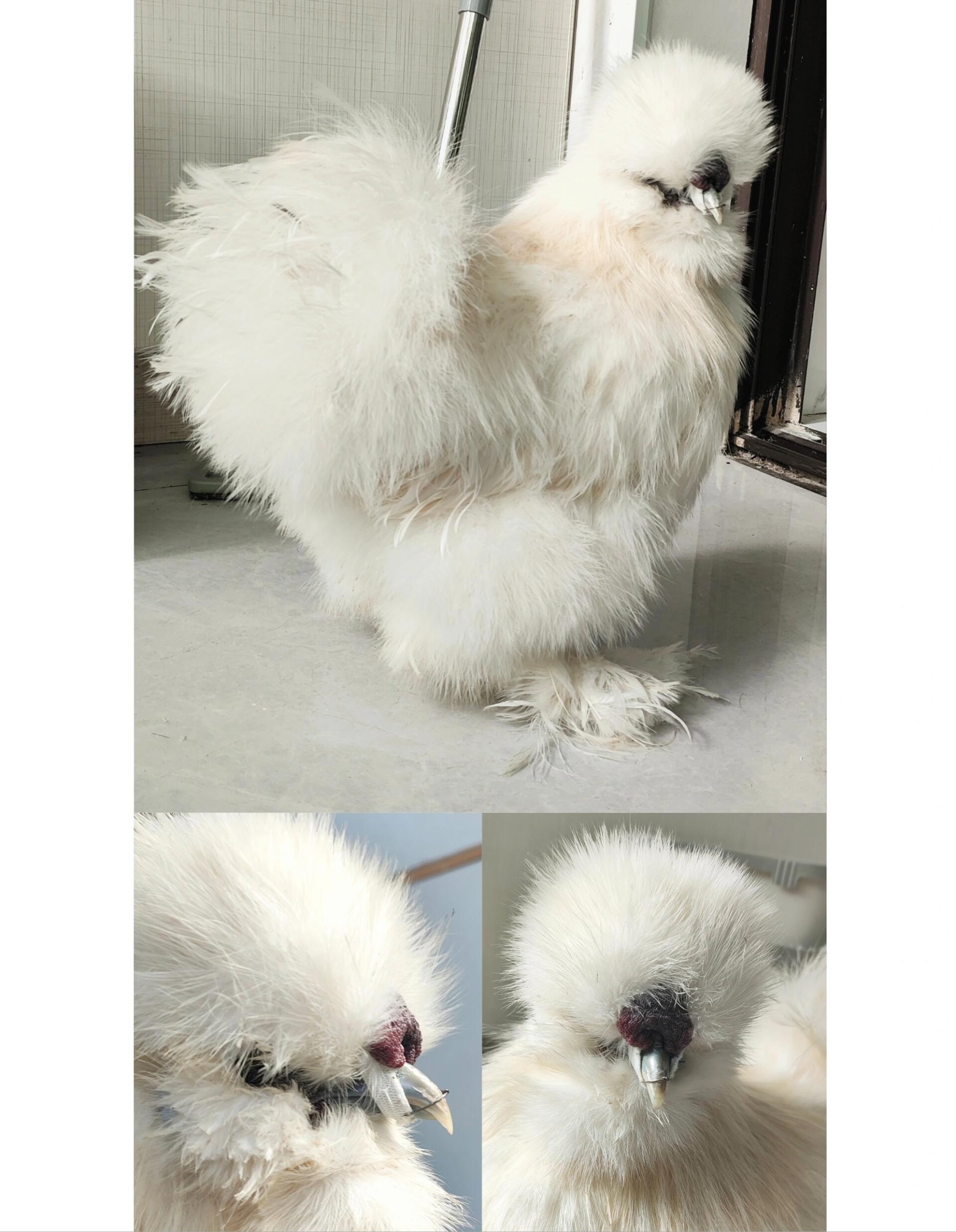 城市养公鸡防打鸣血泪史