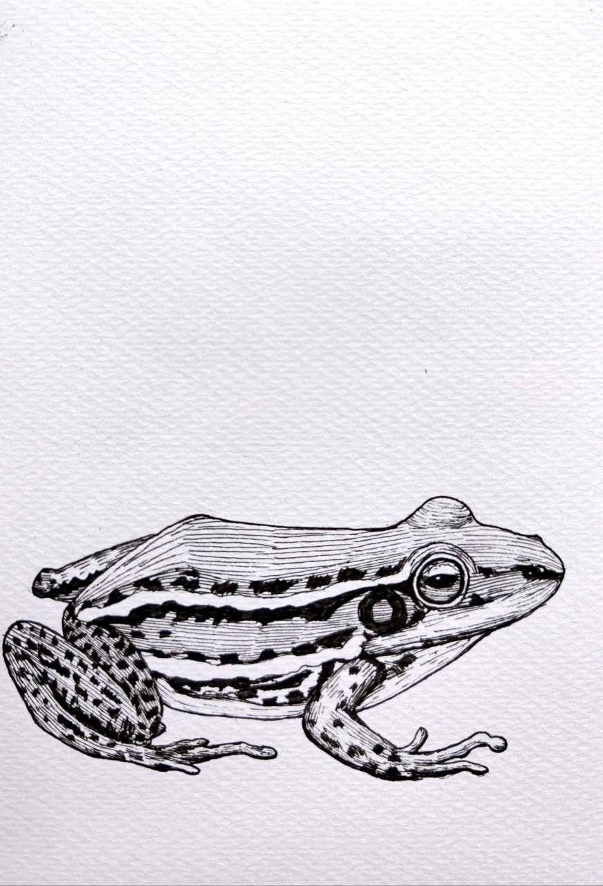 青蛙90写生#创意线描#黑白线描画#青蛙 今日二更