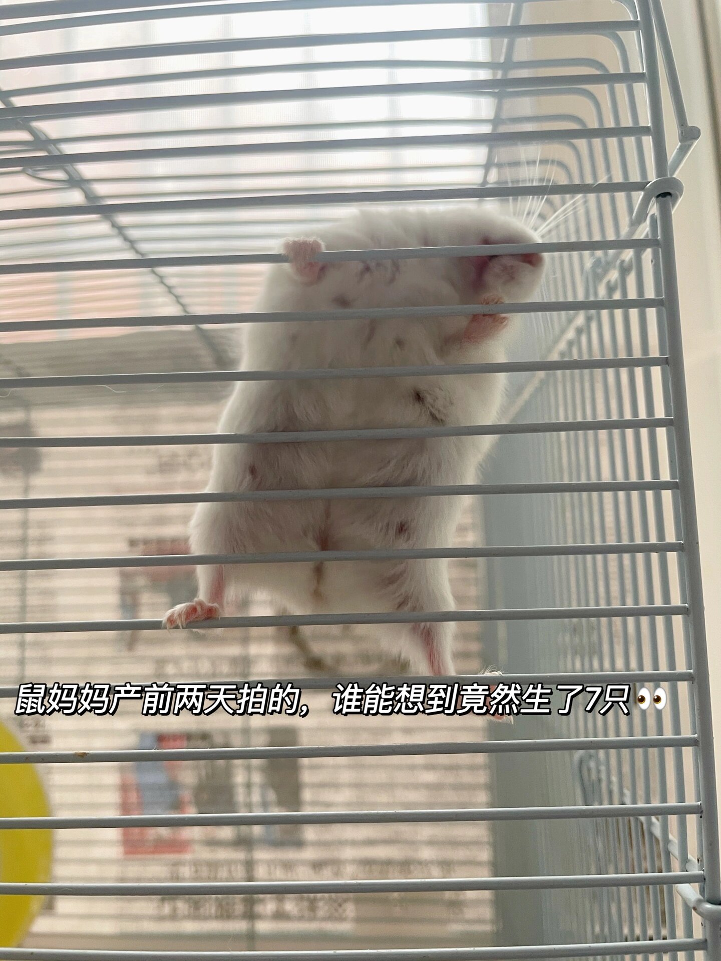 布丁配银狐,生了7只出了4种颜色
