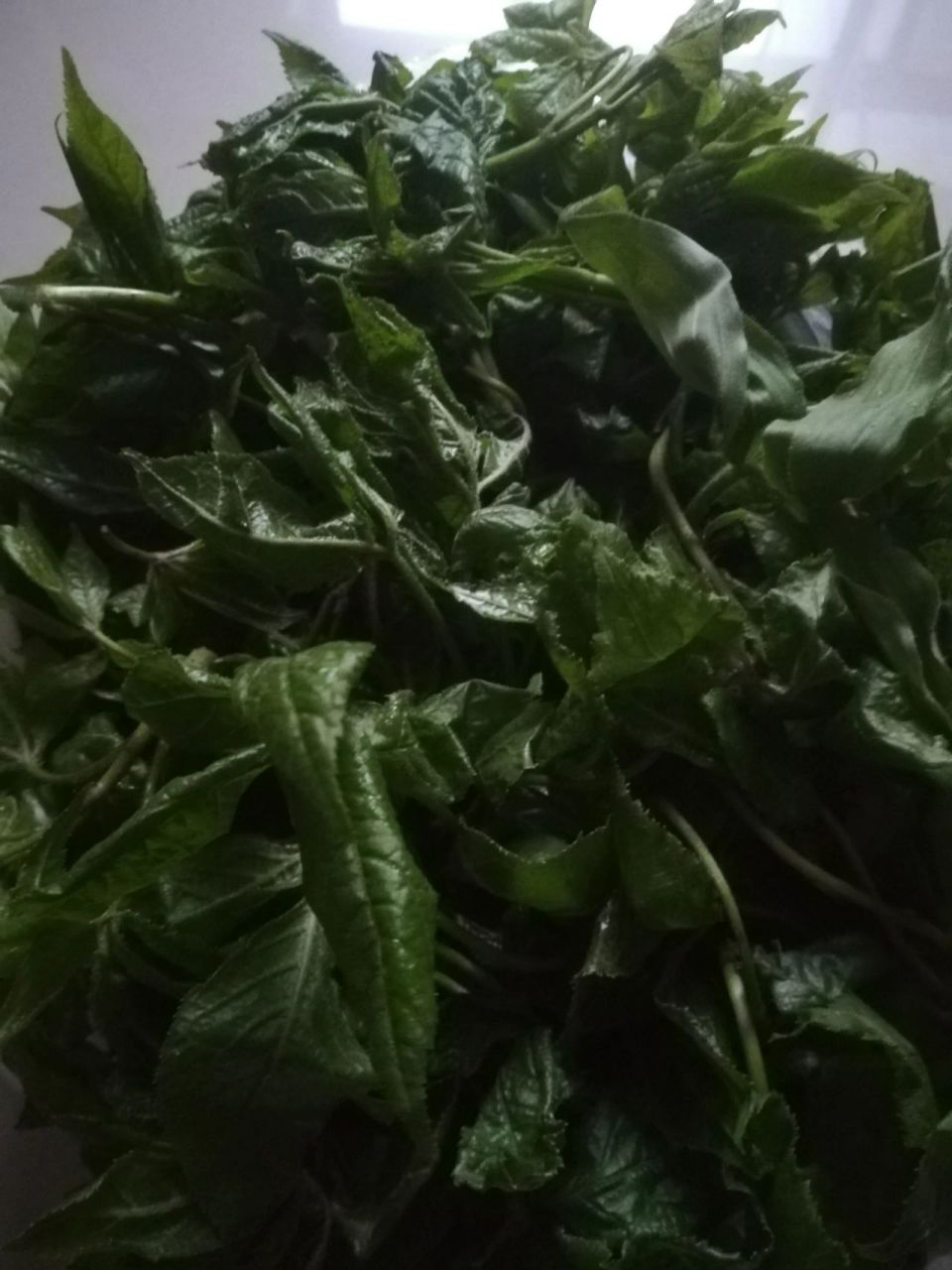 山野菜～刺五加 92春天的脚步近了,家乡山上的野菜也长出来了,这种