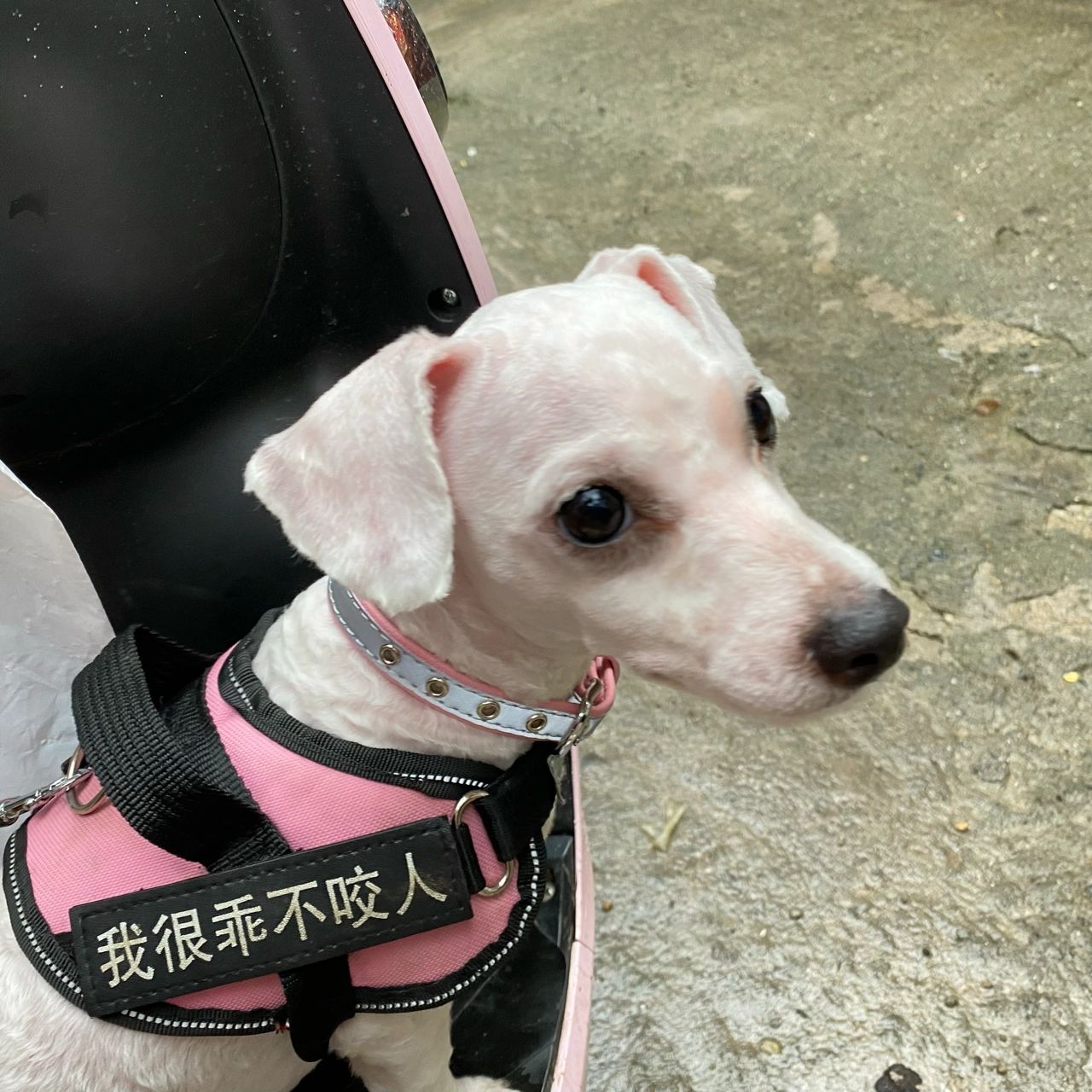 比熊剪光毛是这样的? 哈哈哈光秃秃的