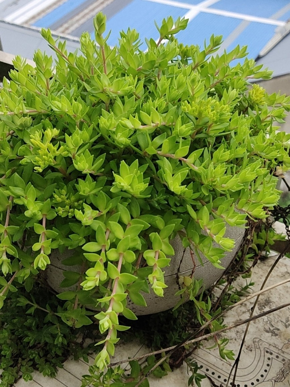 垂盆草(方言狗牙齿) 垂盆草的功效与作用: 垂盆草具有清热解毒,利湿退