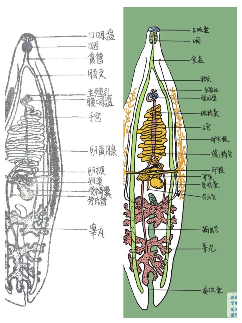 华支睾吸虫结构 彩色图片来源于网络,感觉像是原图,超级明确!