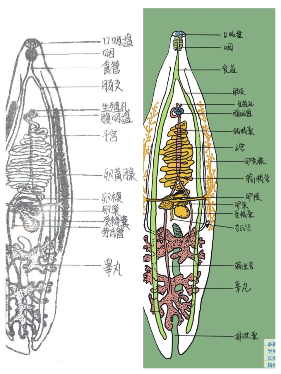 华支睾吸虫结构图片