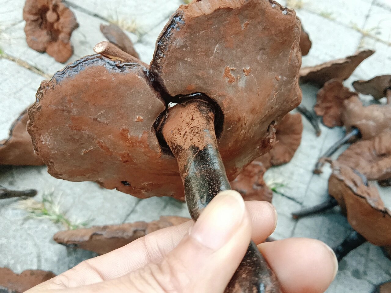 赤灵芝和紫灵芝,这两种灵芝的区别不大,都被称为中国灵芝,仙草.