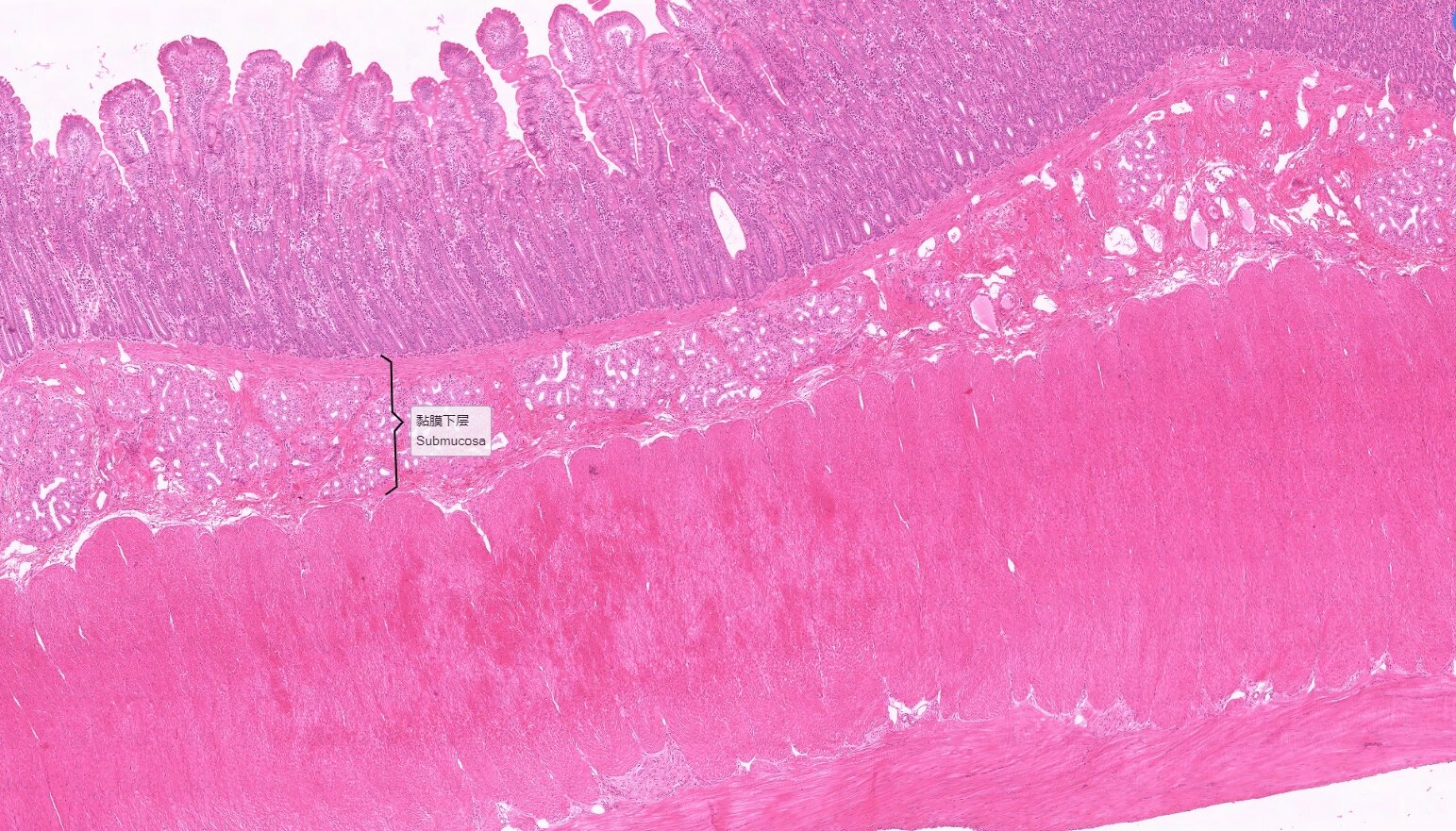 材料与方法:人十二指肠,zenker液固定,石蜡包埋,切片,he染色