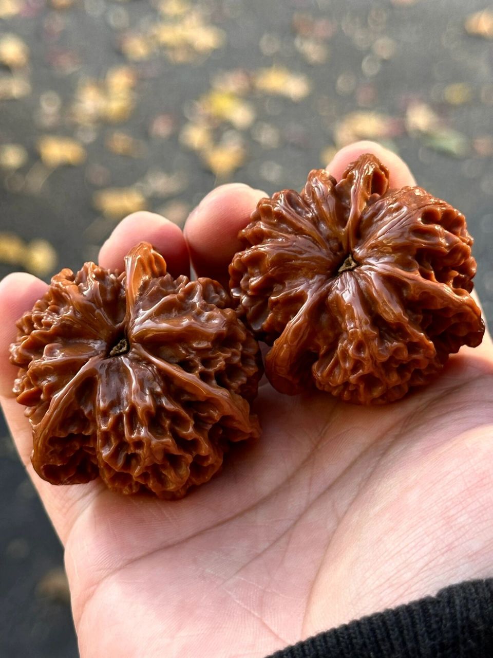 帝王三棱狮子头 包浆老核桃,蜡质皮,骨质特别好,配对也没毛病,正字奔