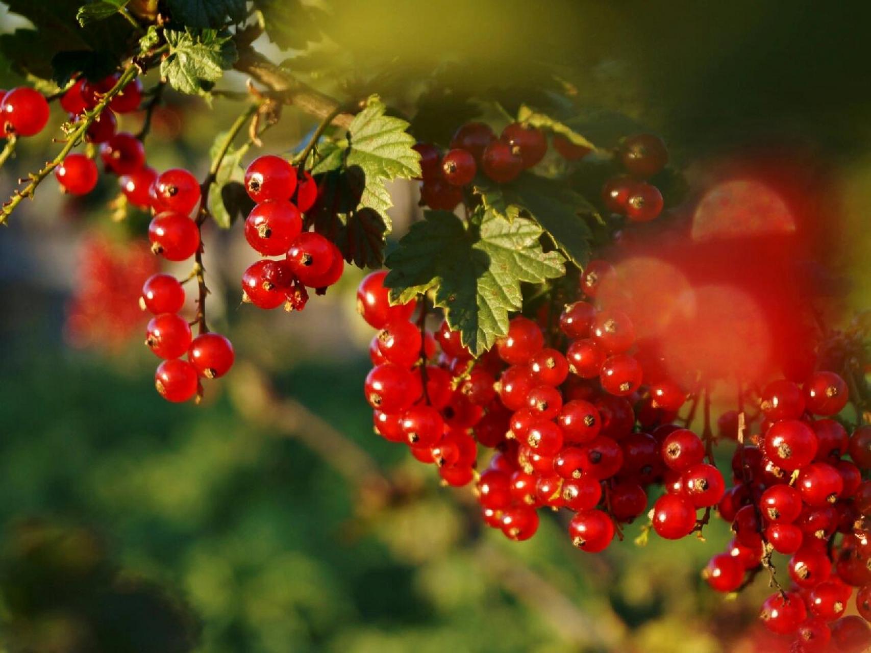 这到底是红加仑还是红醋栗还是红茶藨子?