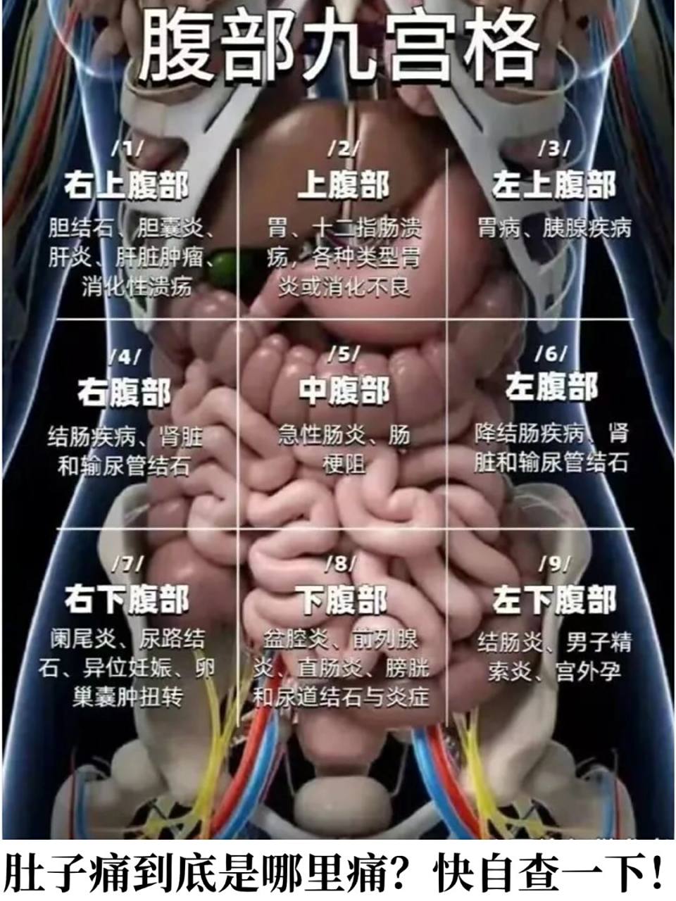 老是觉得肚子痛又说不清楚的看过来 右上腹部:主要可能是肝脏,胆囊