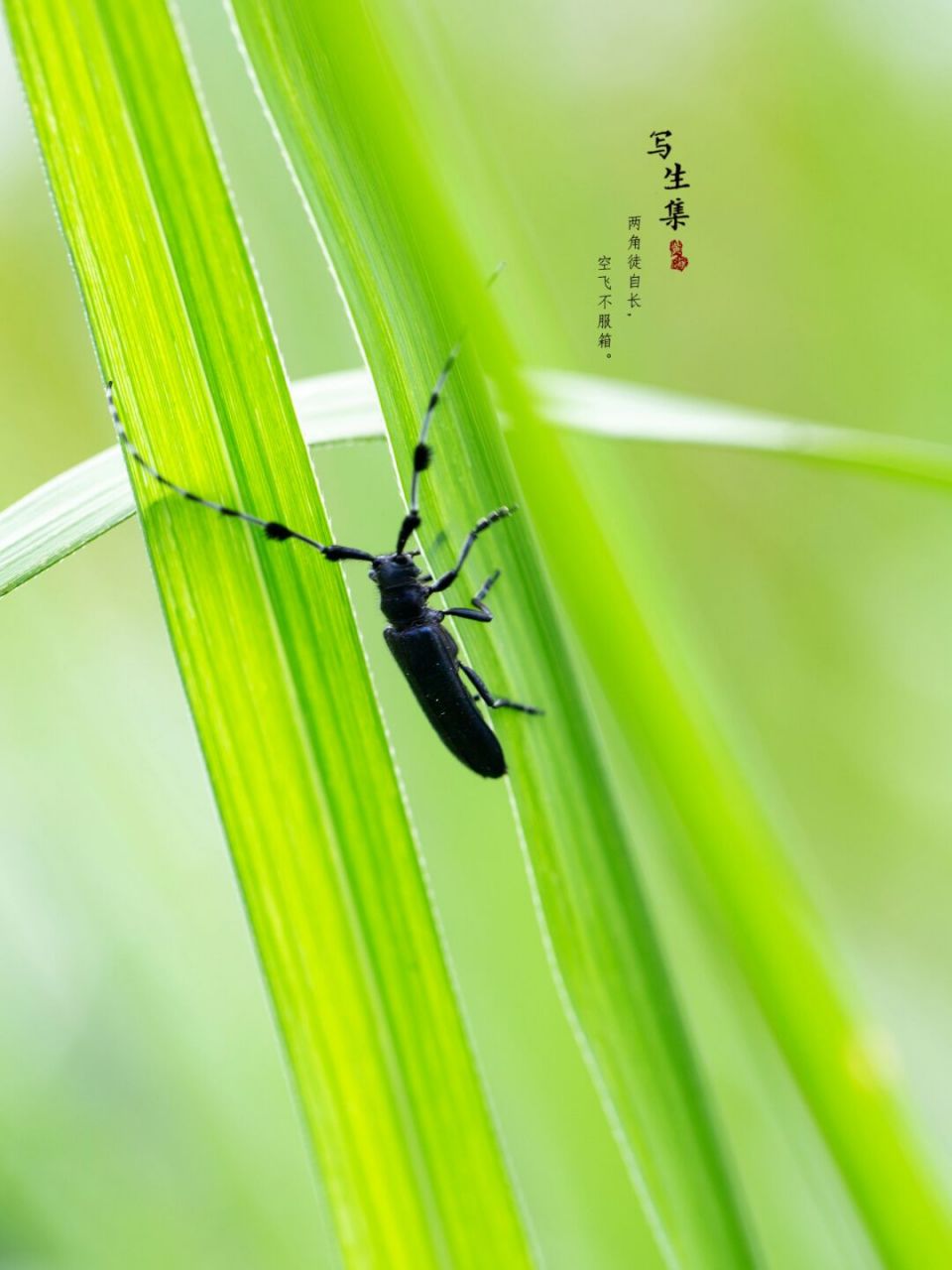 苜蓿多节天牛|每日昆虫 两角徒自长, 空飞不服箱.
