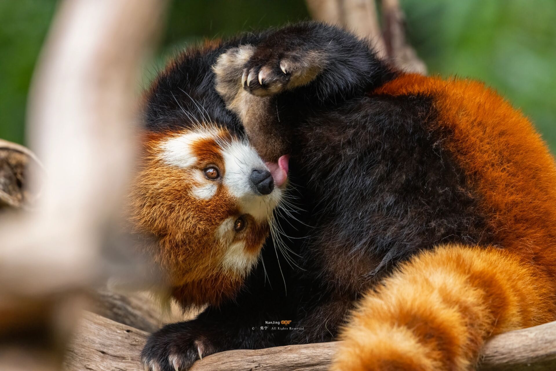 来南京红山森林动物园看超级可爱的小熊猫!