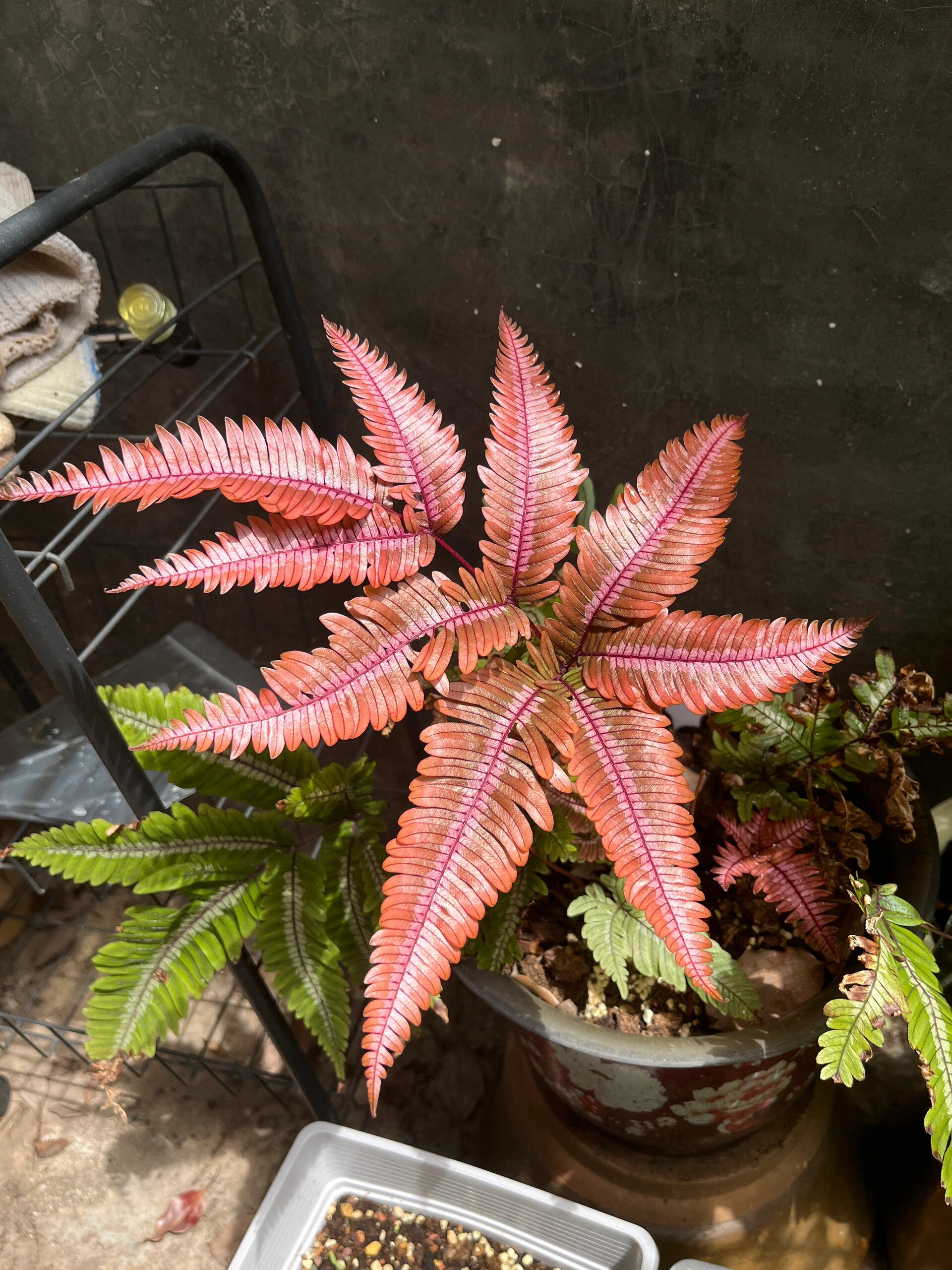 三色凤尾蕨新叶的美貌 这么看来观赏期其实还行?