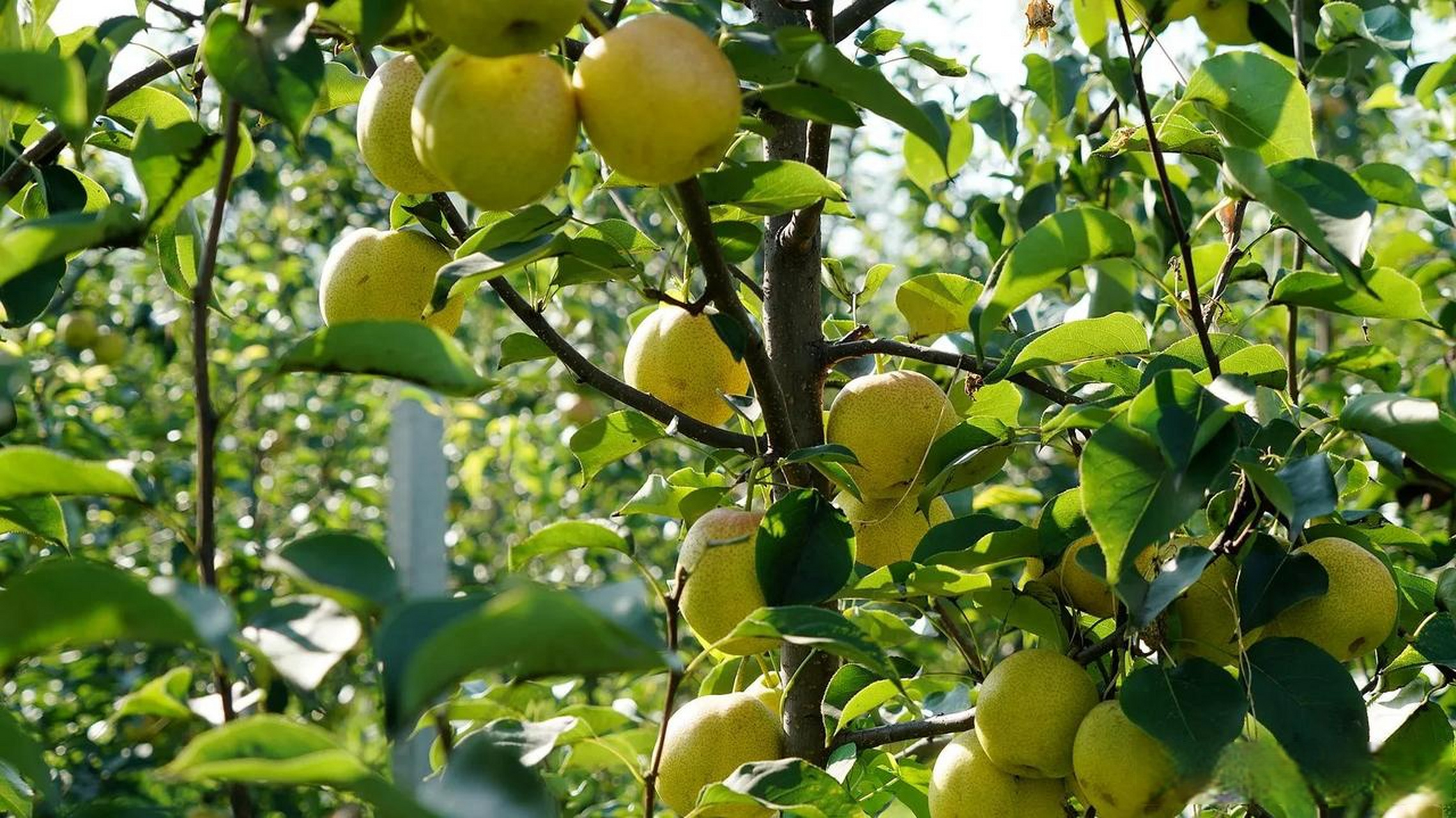 山西临猗县,嵋阳村,百亩红酥蜜梨成熟.运城头