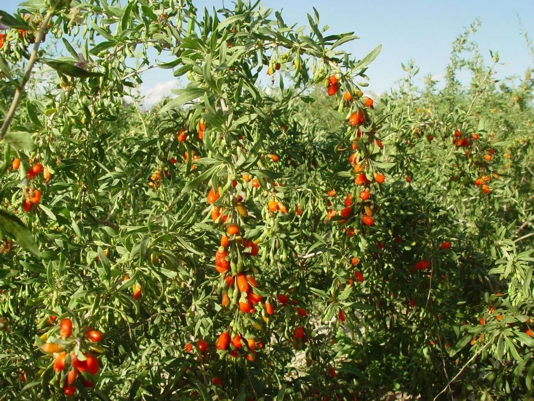 枸杞树 ·枸杞树是茄科枸杞属的多分枝灌木植物,高0.