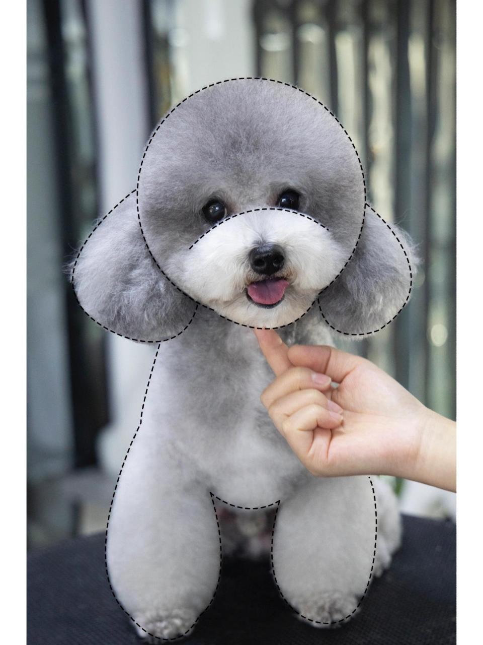 泰迪圆头修剪教程(最全步骤) 第1步,修剪眼睛部分;将鼻梁上面的毛发朝