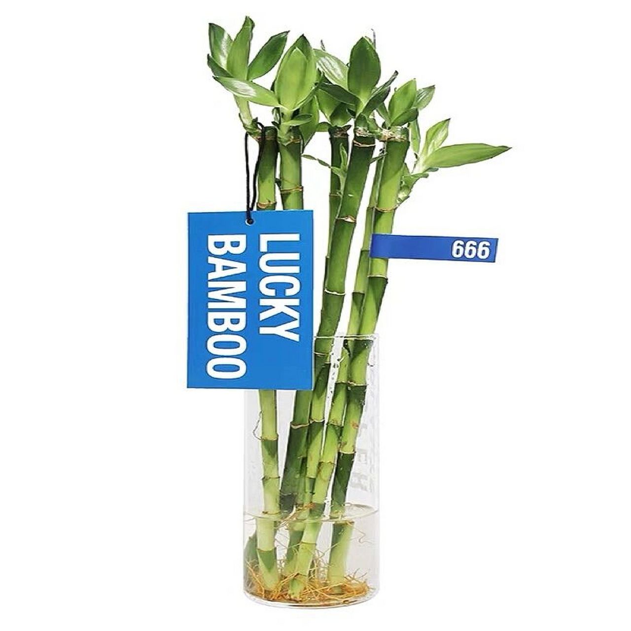 富贵竹|节节高升转好运 富贵竹又名转运竹979797 是一种浓郁