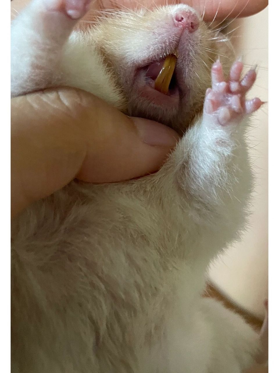 仓鼠下牙这样算不算太长了.