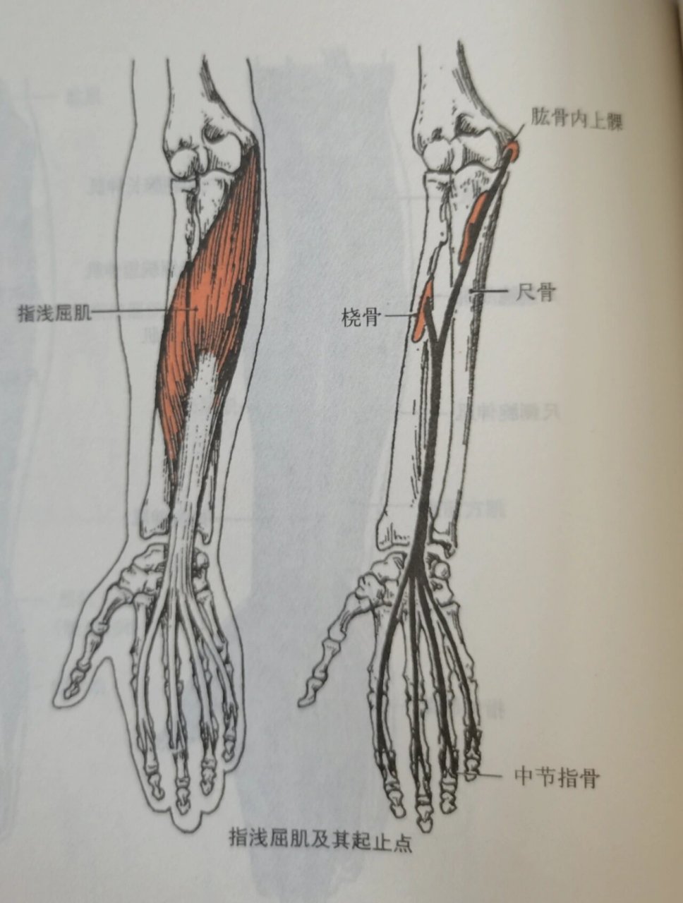 拇长屈肌腱位置图图片