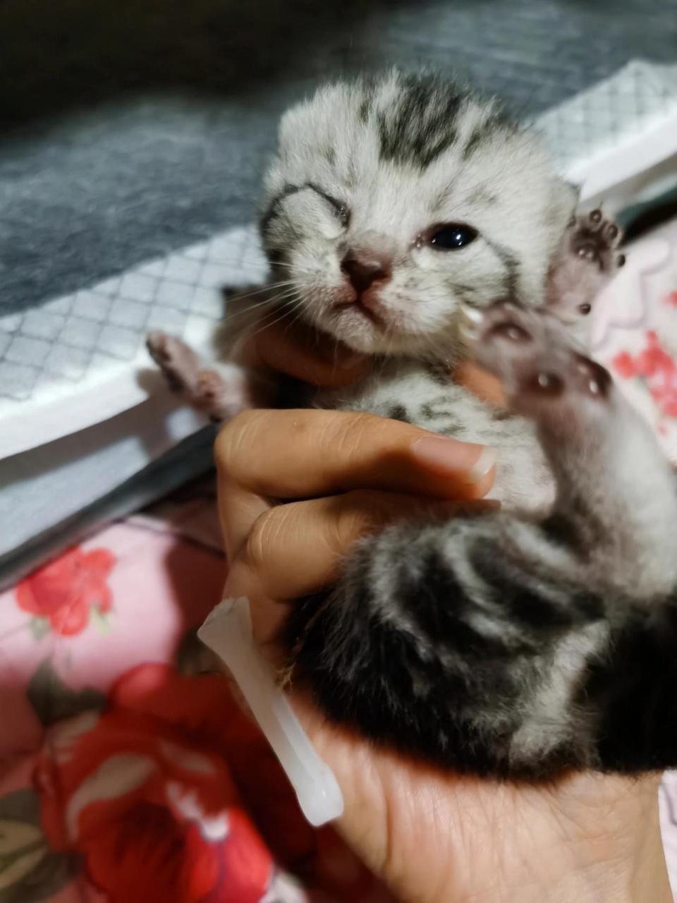 求助:刚出生的小猫咪眼睛只睁了一只眼  我家的小猫咪是11月2号傍晚