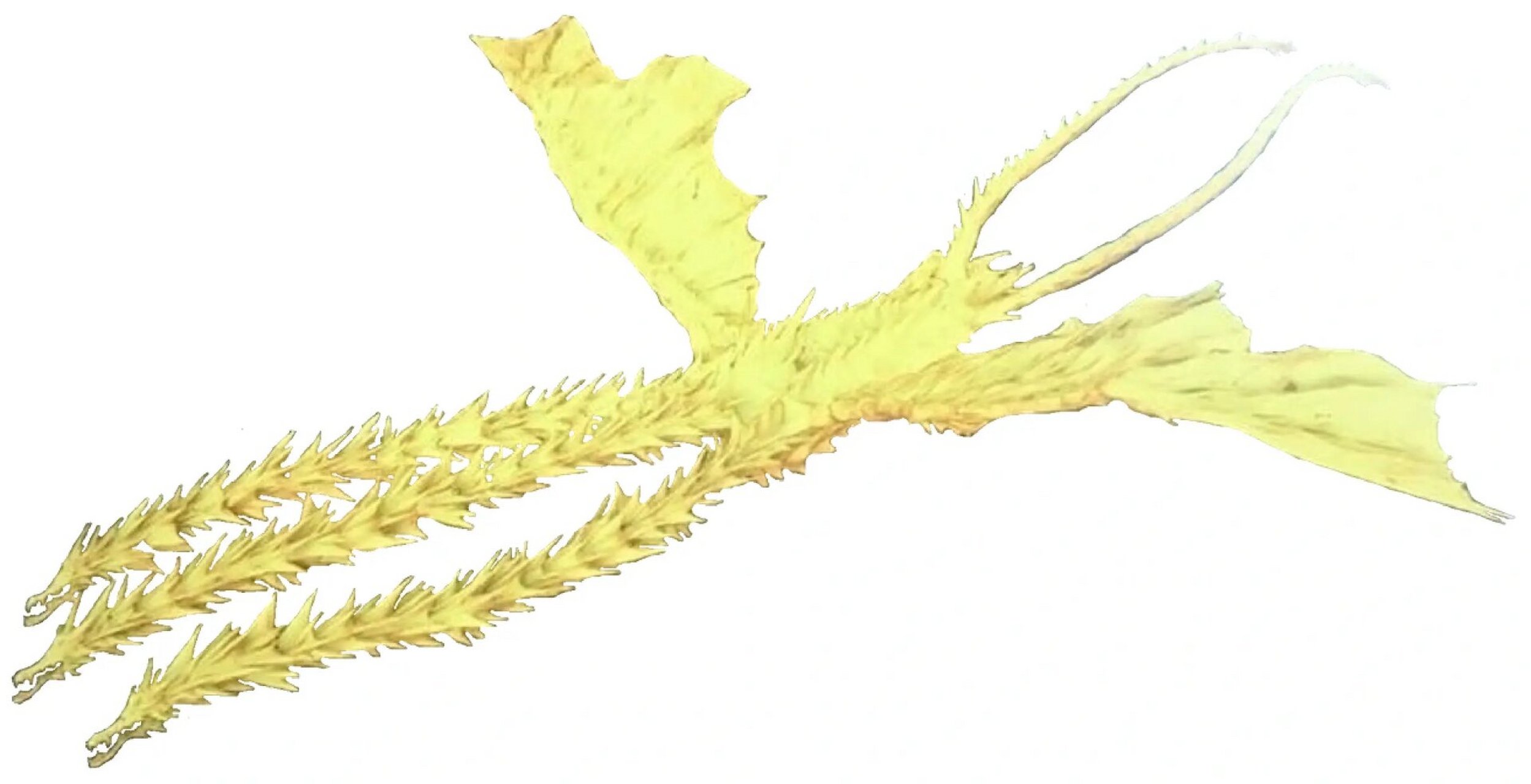 虚空之神噬星者基多拉 噬星者基多拉可扭曲时空碾碎空间,他所在的纬度