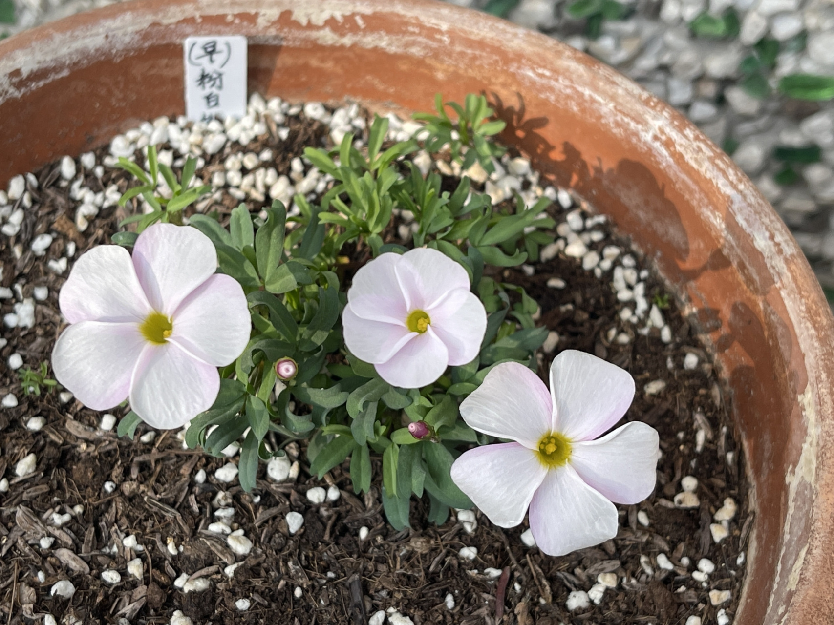 早花酢/粉白桃之辉,粉雪桃之辉,水彩桃之 发现了花届规律,越好看的越