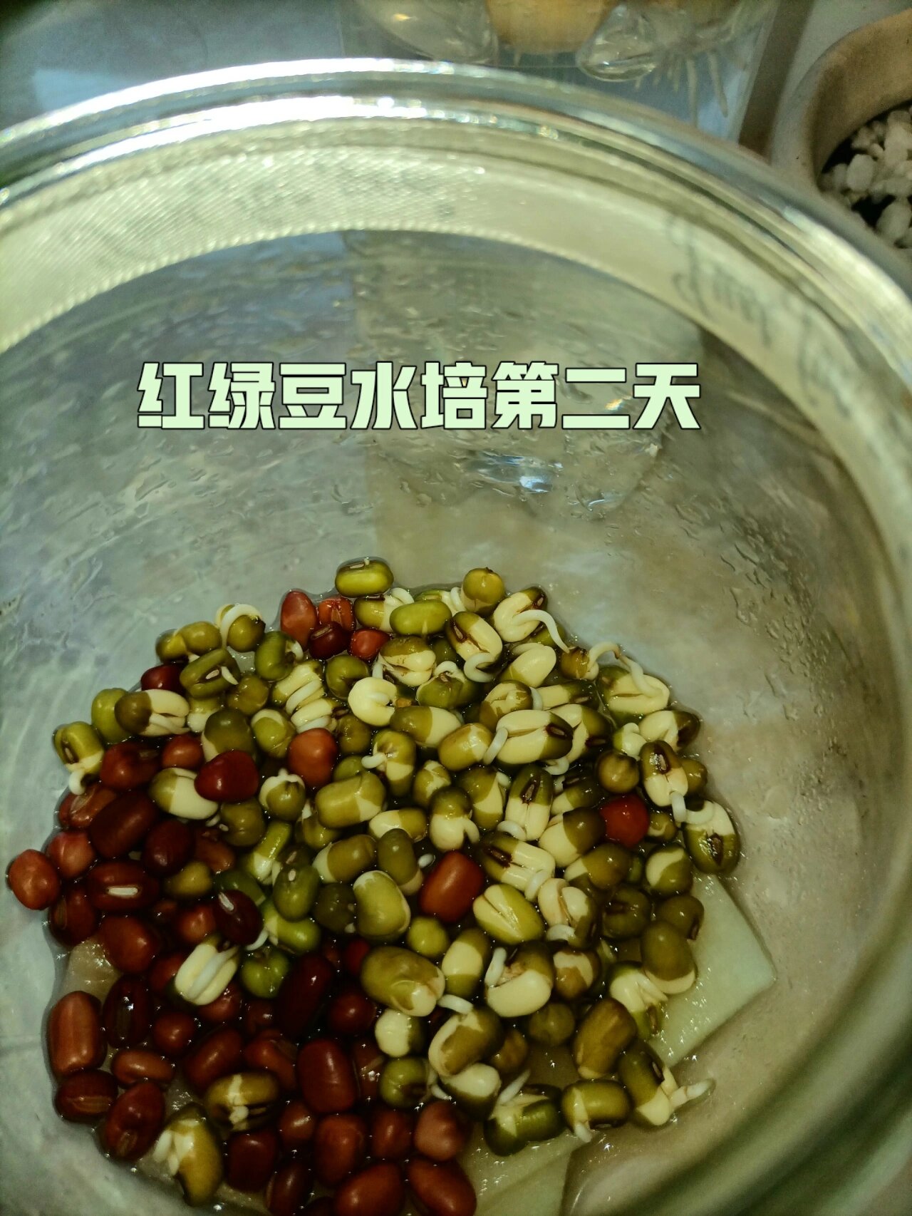 小孩种豆一个月后图片图片