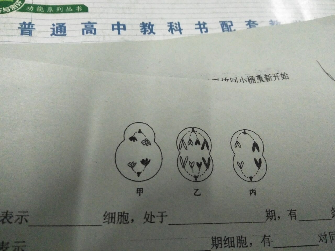 精母细胞和卵母细胞