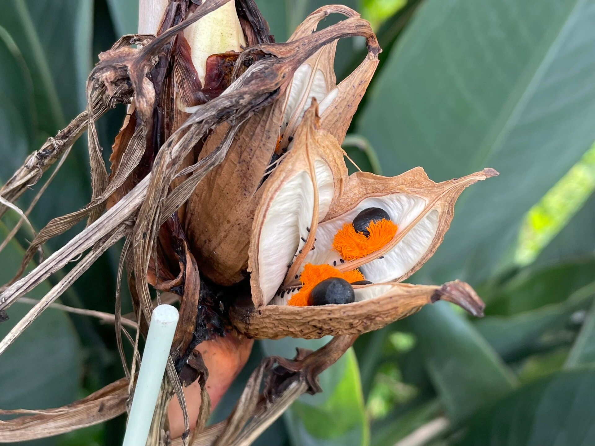 天堂鸟的种子什么样?    天堂鸟第一年结种子,种子的样子很特别.