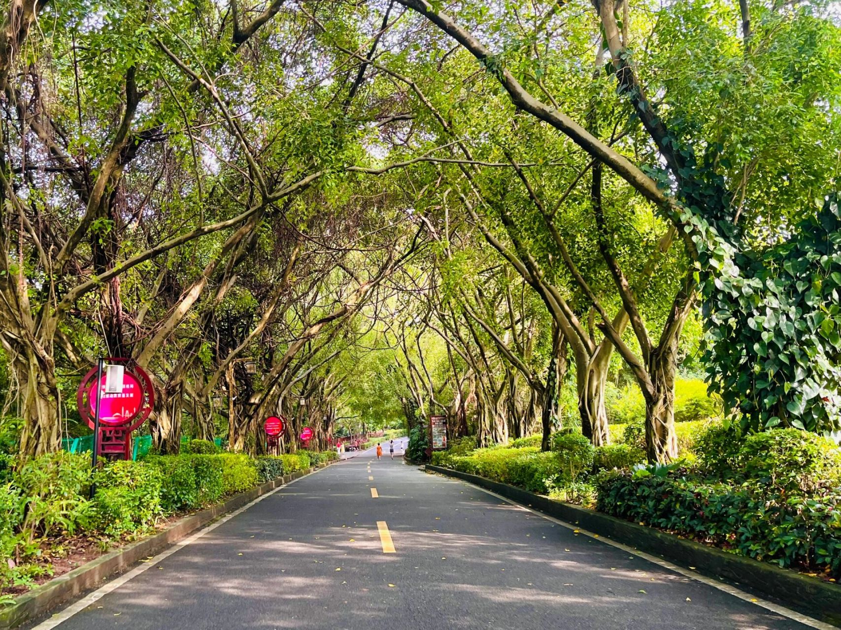 去东莞大屏嶂森林公园打卡植物迷宫 每周一山徒步计划