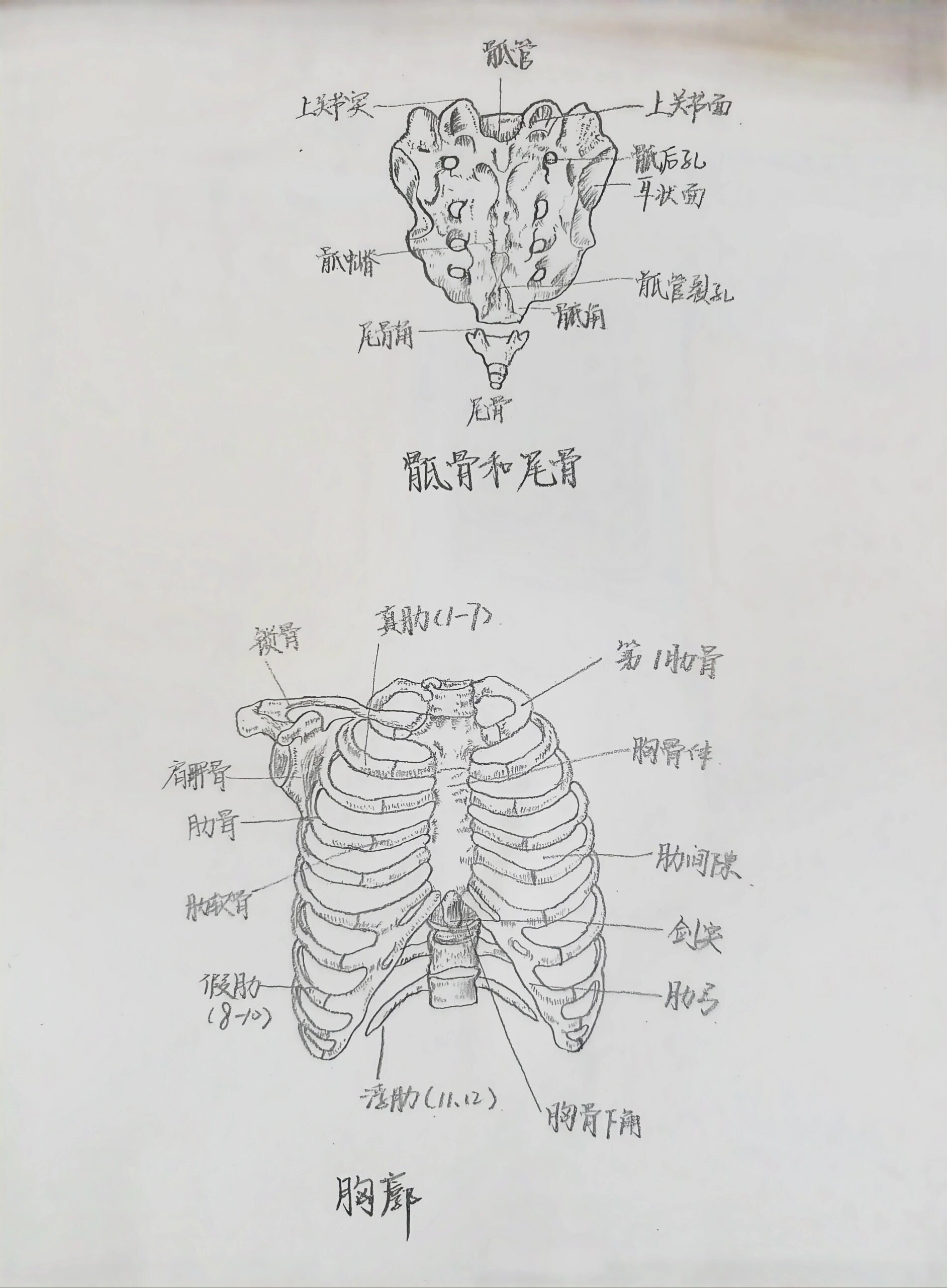 人体骨骼铅笔手绘图图片